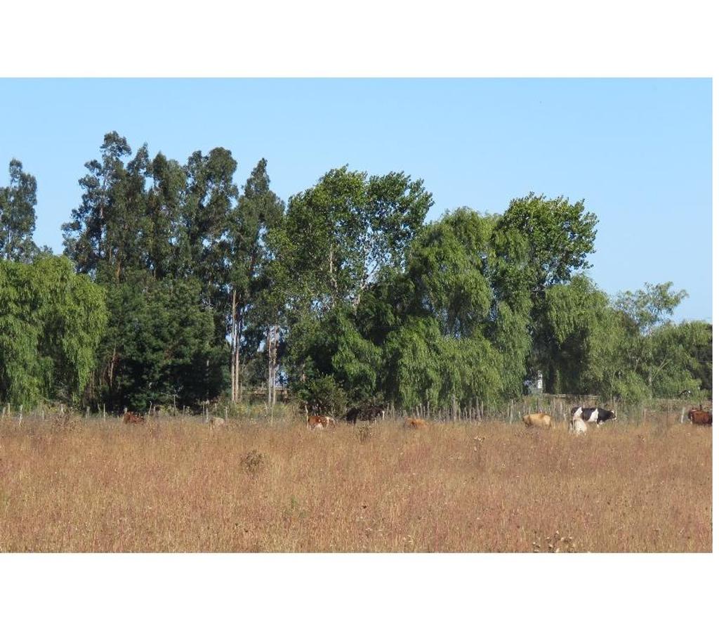 Parcelas en Venta Ñuble Cobquecura - Fotos de TALCAMAVIDA BUCHUPUREO
