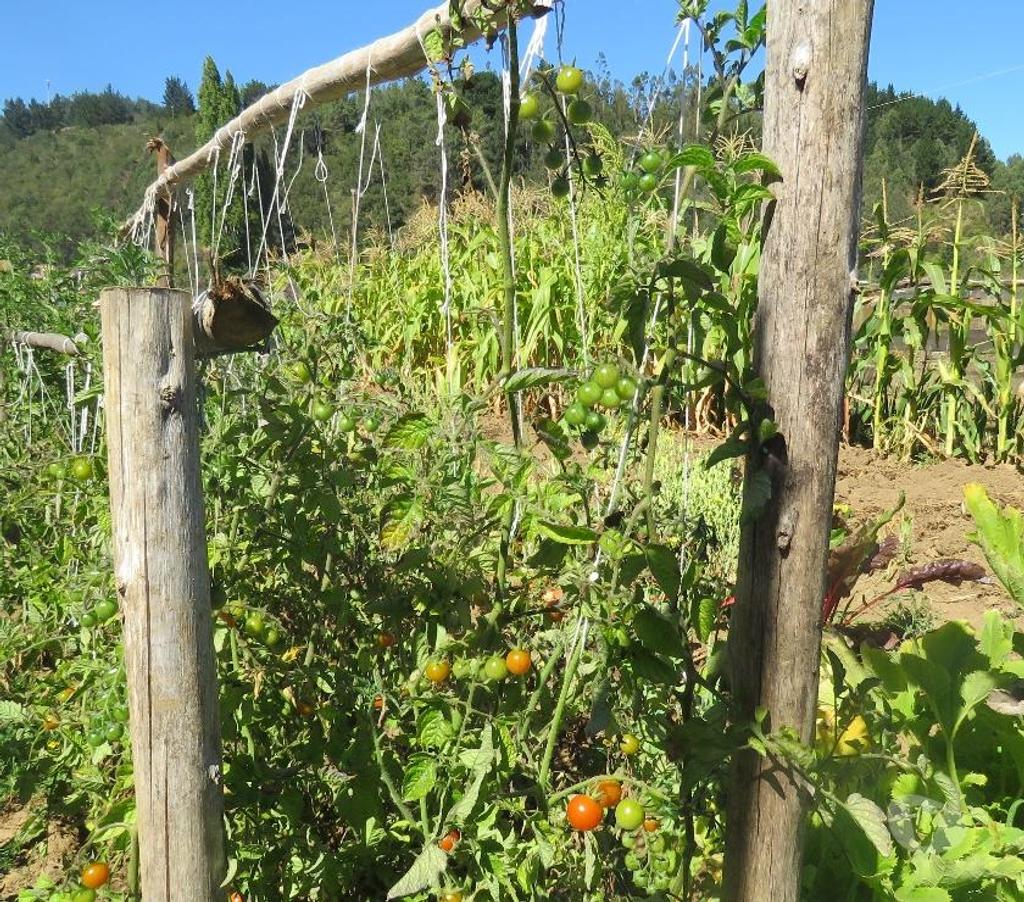 Parcelas en Venta Ñuble Cobquecura - Fotos de TALCAMAVIDA BUCHUPUREO