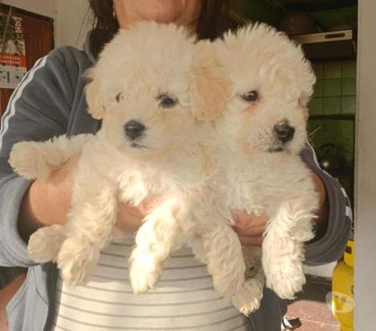 Perros en Venta Renca Santiago - Fotos de Poodle toy machito y hembra