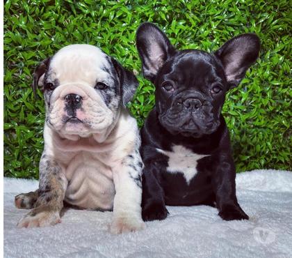 Venta de Mascotas Las Condes Santiago - Fotos de cachorros bulldog inglés y francés (entrega inmediata💳)