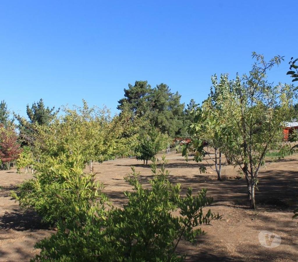 Parcelas en Venta Bío-Bío Yumbel - Fotos de Parcela de agrado