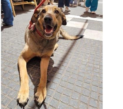 Mascotas Adopción La Reina Santiago - Fotos de Pastor de Anatolia de 3 patitas, corazón de oro.