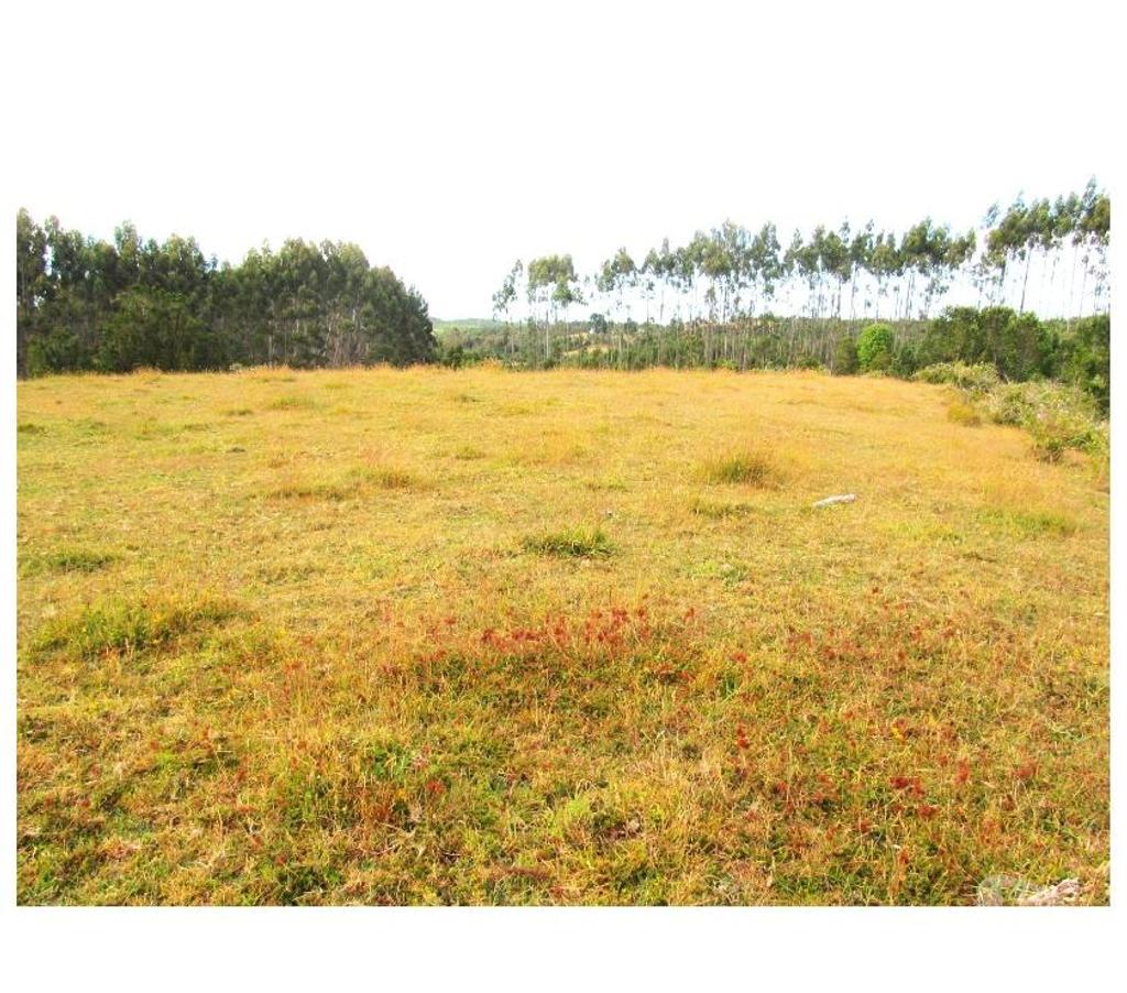 Venta de Haciendas Llanquihue Calbuco - Fotos de Hermosa Finca de 8,7 Has