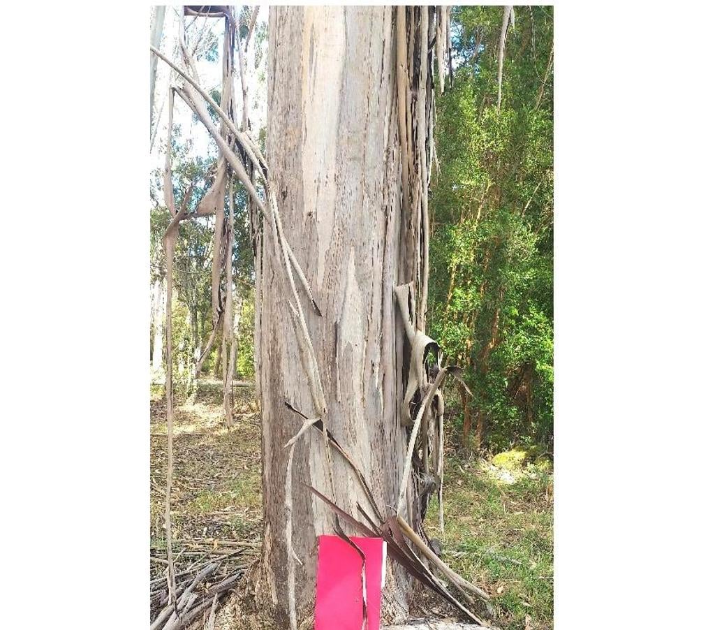 Venta de Haciendas Llanquihue Calbuco - Fotos de Hermosa Finca de 8,7 Has