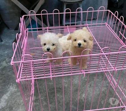 Mascotas en Venta Renca Santiago - Fotos de Poodle pequeños hermosos