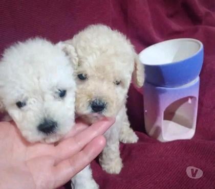 Mascotas en Venta Renca Santiago - Fotos de Poodle pequeños hermosos