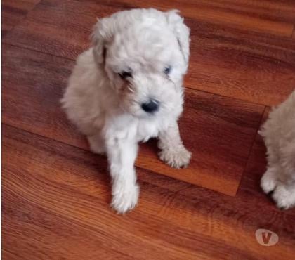 Mascotas en Chile Renca Santiago - Fotos de Poodle niña muy bella y pequeña