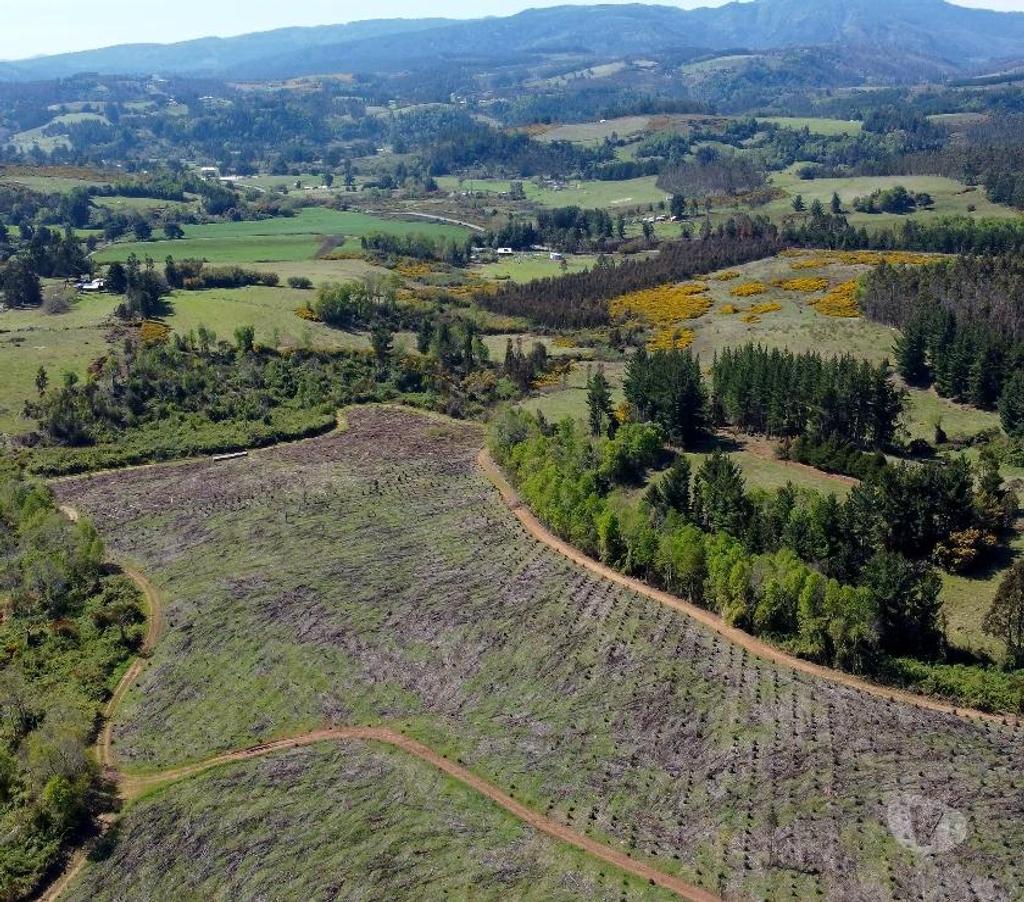 Venta de Haciendas Cautín Temuco - Fotos de Desarrolla tu proyecto en un campo subdividido en 135 lotes