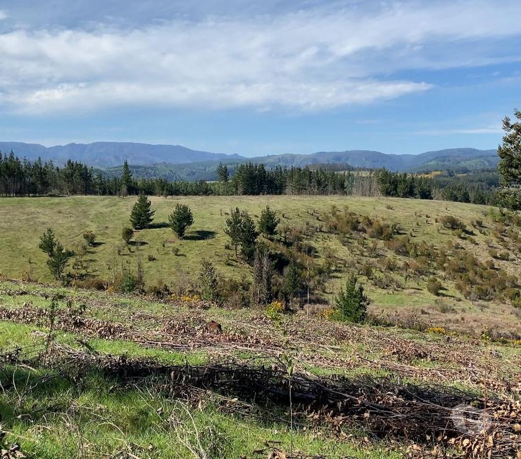Venta de Haciendas Cautín Temuco - Fotos de Desarrolla tu proyecto en un campo subdividido en 135 lotes