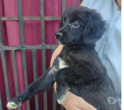 Mascotas Adopción Renca Santiago - Fotos de Adorable cachorrita en adopción