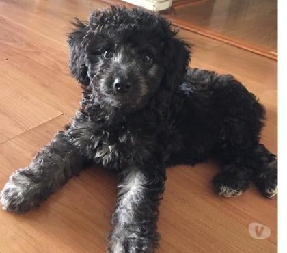 Mascotas en Venta Providencia Santiago - Fotos de POODLE HEMBRA 2 MESES