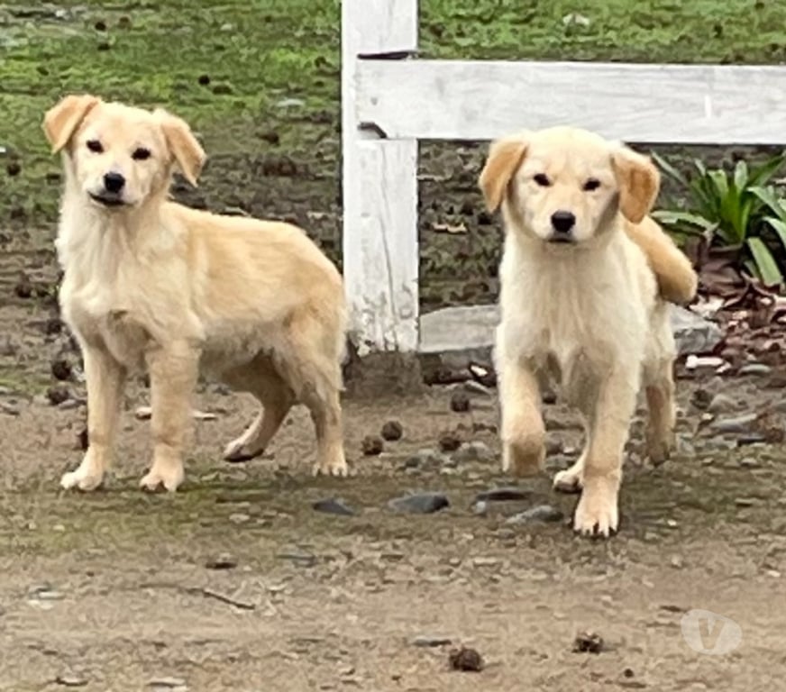 Gatos en Venta Linares San Javier - Fotos de cachorros golden