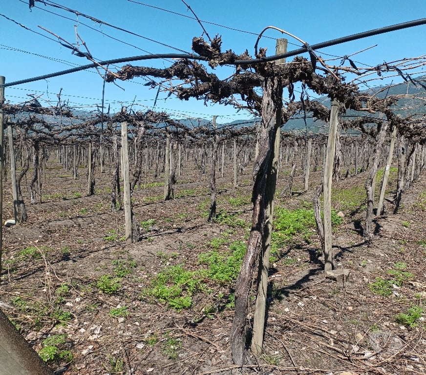 Venta de Haciendas Cachapoal Requíno - Fotos de VENDO 170 HECTÁREAS PLANAS DE RIEGO