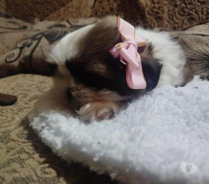 Mascotas en Venta Santiago Santiago - Fotos de Lindos cachorritos shitzu