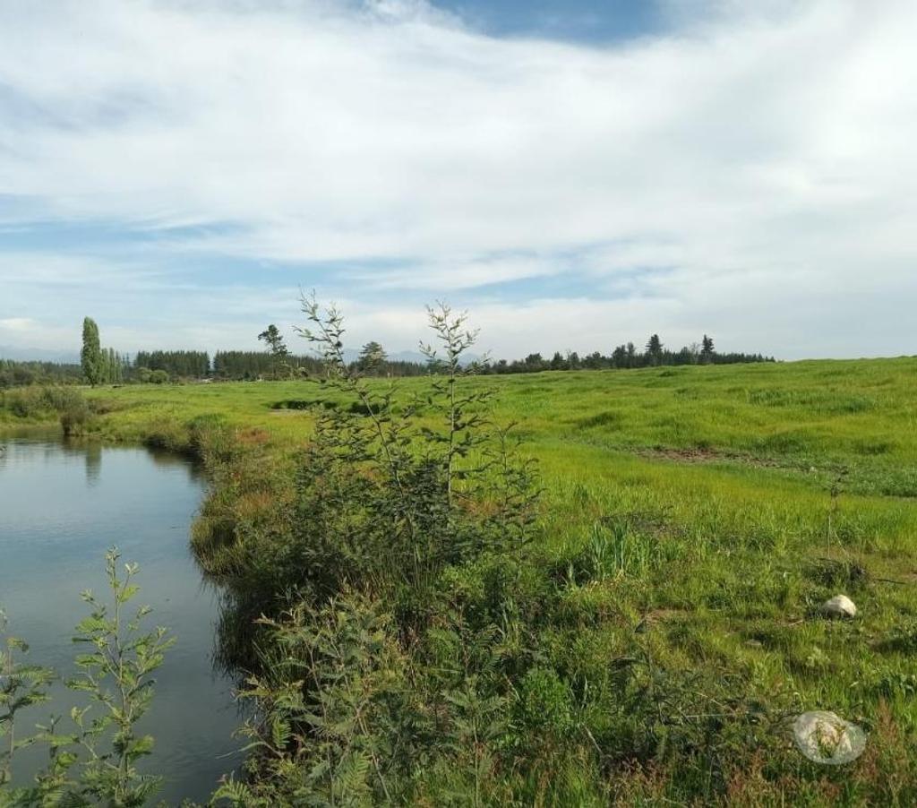 Venta de Haciendas Linares Parral - Fotos de Campo de 303 hás con Agua en Parral. Apto para Todo Uso