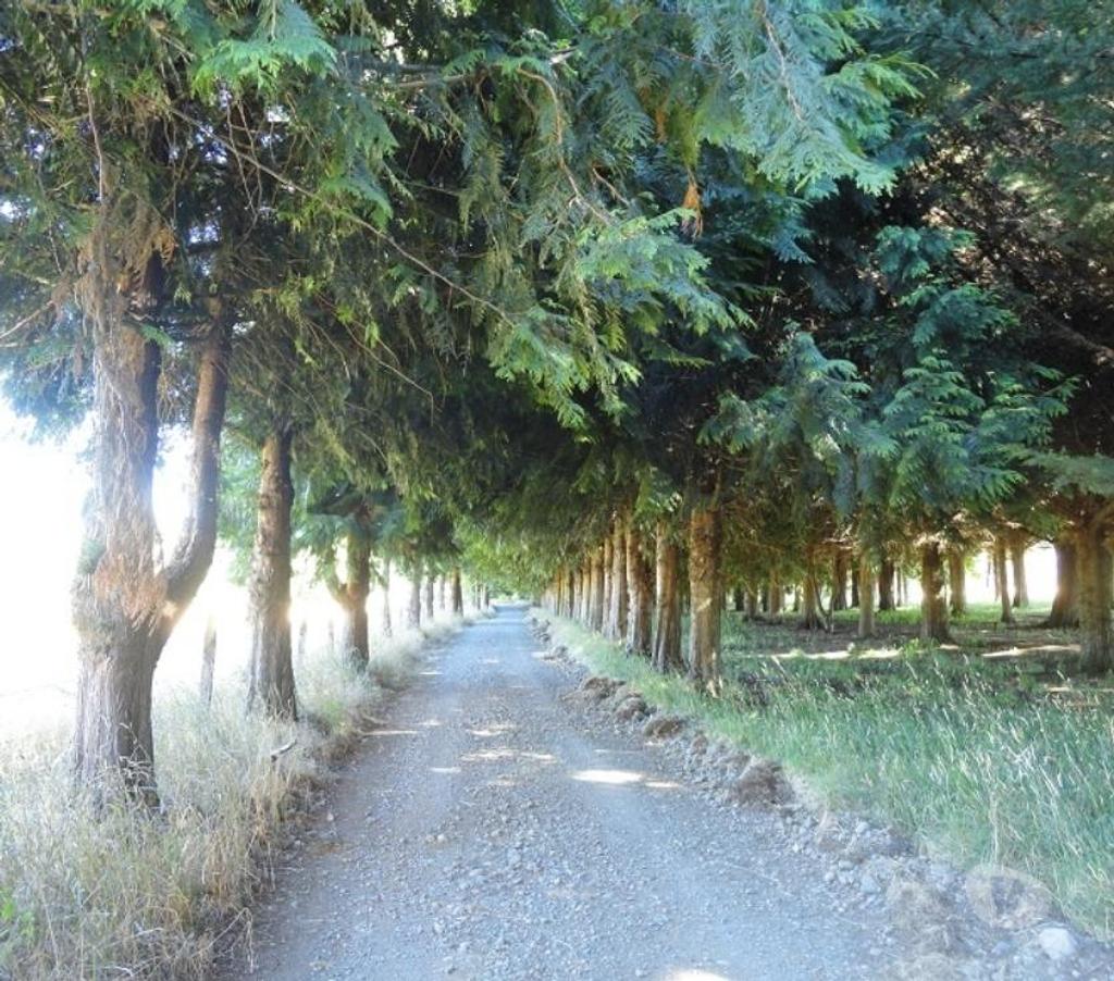 Venta de Haciendas Valdivia Lanco - Fotos de Precioso Campo Ganadero de 158 hás Barato