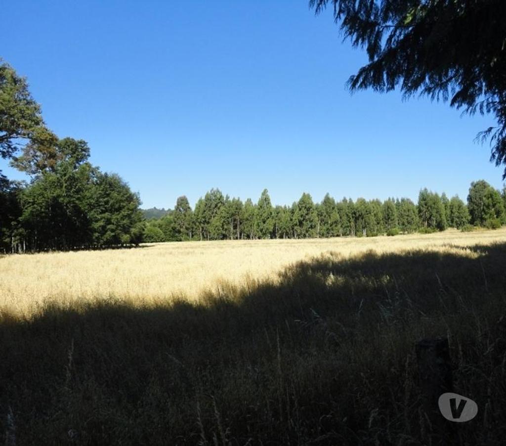 Venta de Haciendas Valdivia Lanco - Fotos de Precioso Campo Ganadero de 158 hás Barato