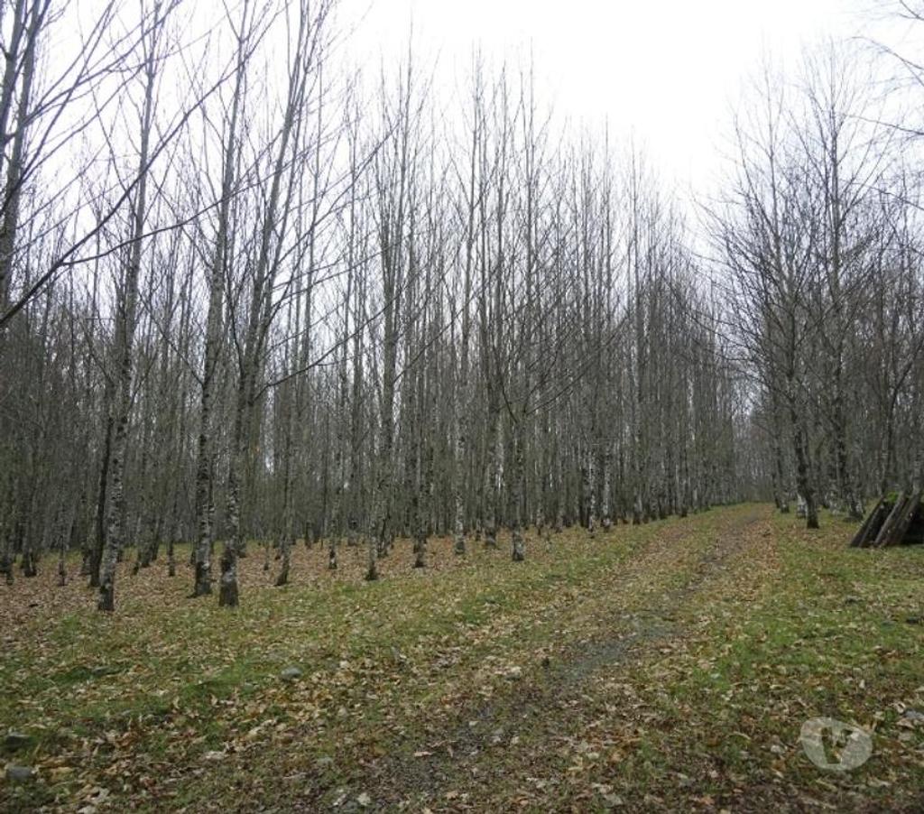 Venta de Haciendas Valdivia Lanco - Fotos de Precioso Campo Ganadero de 158 hás Barato