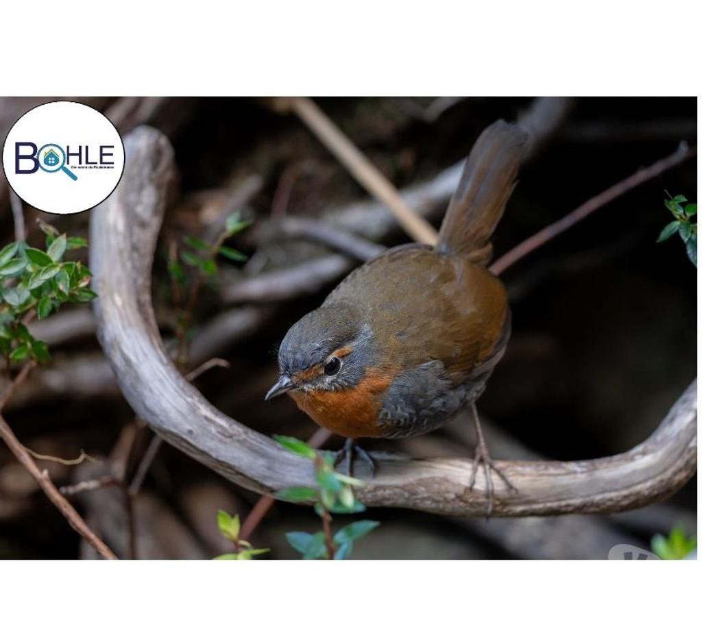 Parcelas en Venta Aisén Cisnes - Fotos de PROPIEDAD EN AYSEN