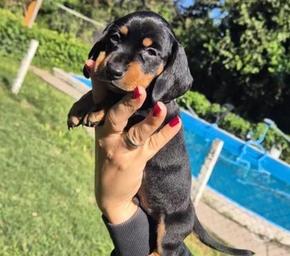Mascotas en Venta Macul Santiago - Fotos de Maravillosos Salchichas Dachshund Mini