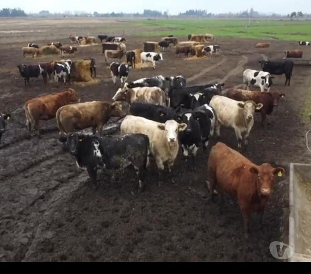 Venta de Haciendas Bío-Bío Los Ángeles - Fotos de Campo Apto Ganadería de 1400 hás Antuco -Los Angeles