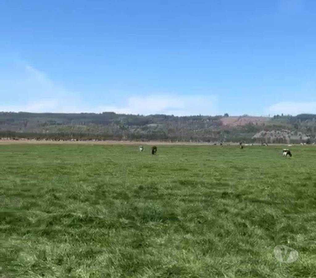Venta de Haciendas Bío-Bío Los Ángeles - Fotos de Campo Apto Ganadería de 1400 hás Antuco -Los Angeles
