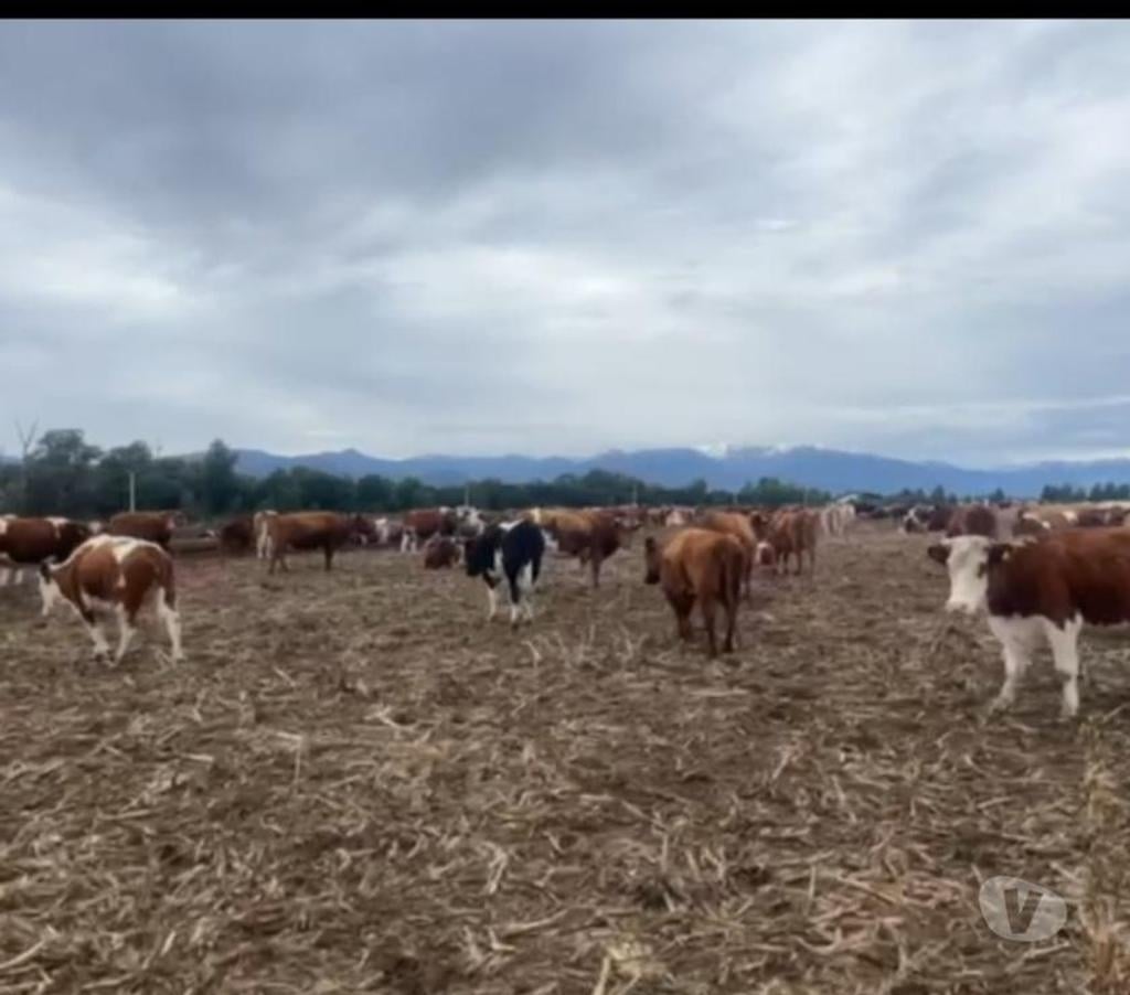 Venta de Haciendas Bío-Bío Los Ángeles - Fotos de Campo Apto Ganadería de 1400 hás Antuco -Los Angeles