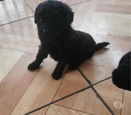 Venta de Mascotas Concepción Concepción - Fotos de Poodle toy negro