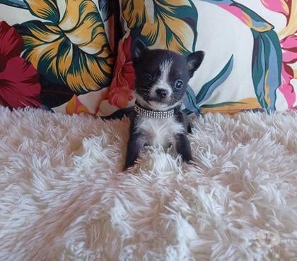 Venta de Mascotas Concepción Concepción - Fotos de Chihuahuas bellos.