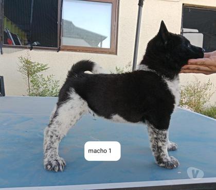 Mascotas en Venta Isla de Maipo Talagante - Fotos de Akitas Americanos Cachorros