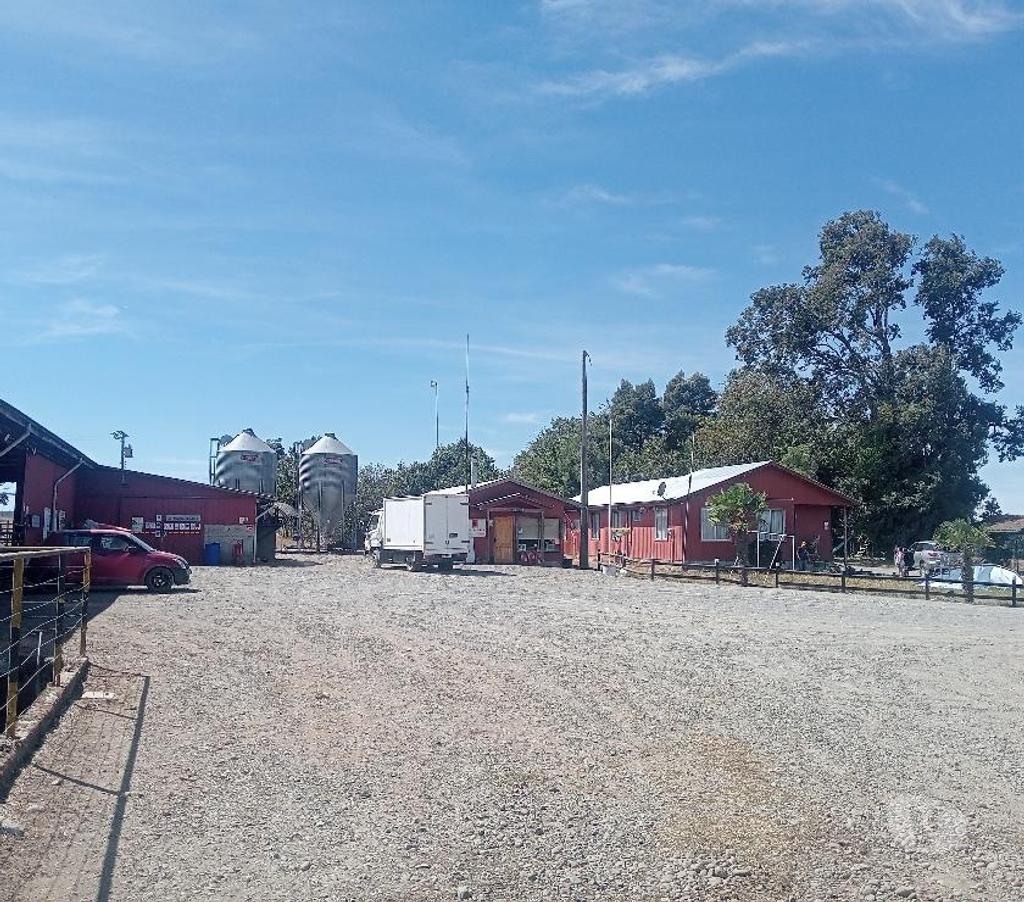 Venta de Haciendas Valdivia Paillaco - Fotos de Hermoso Campo Lechero de 279 hás en Paillaco-Valdivia