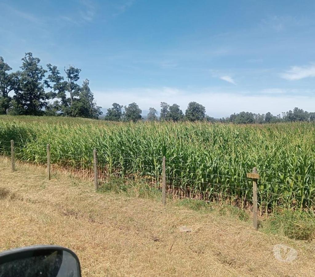 Venta de Haciendas Valdivia Paillaco - Fotos de Hermoso Campo Lechero de 279 hás en Paillaco-Valdivia