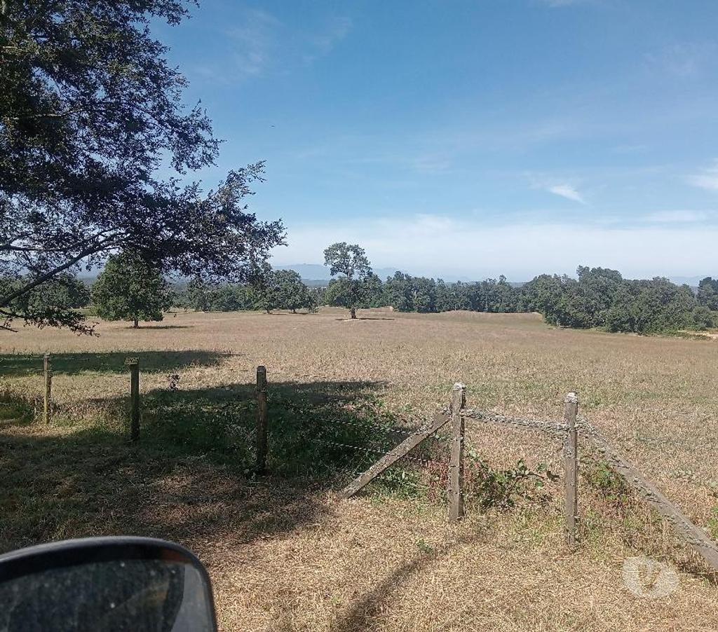 Venta de Haciendas Valdivia Paillaco - Fotos de Hermoso Campo Lechero de 279 hás en Paillaco-Valdivia