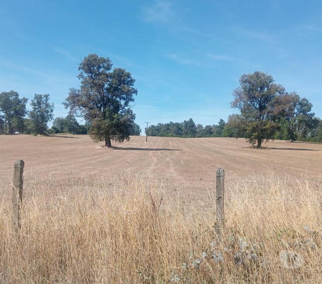 Venta de Haciendas Valdivia Paillaco - Fotos de Hermoso Campo Lechero de 279 hás en Paillaco-Valdivia
