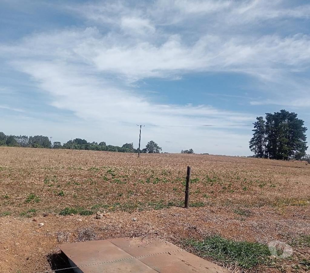Venta de Haciendas Valdivia Paillaco - Fotos de Hermoso Campo Lechero de 279 hás en Paillaco-Valdivia