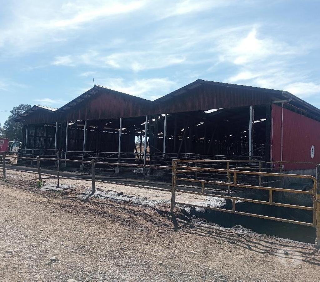Venta de Haciendas Valdivia Paillaco - Fotos de Hermoso Campo Lechero de 279 hás en Paillaco-Valdivia