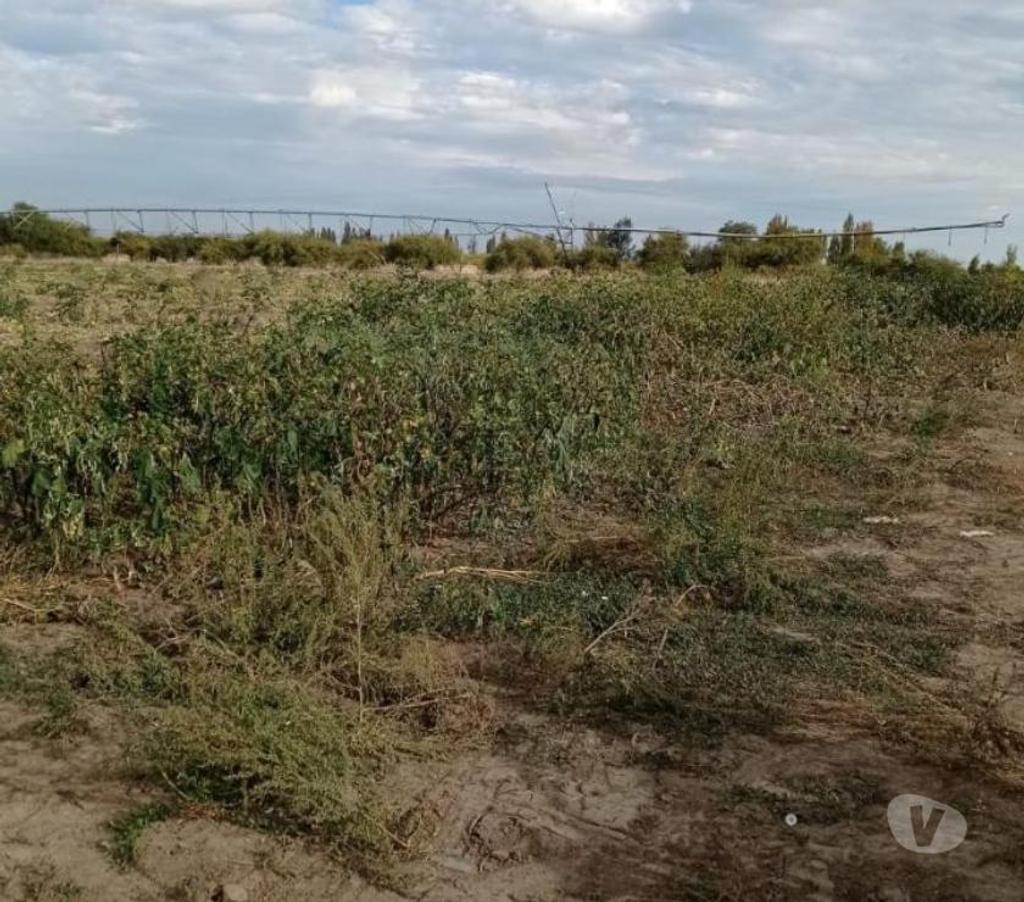 Venta de Haciendas Linares Parral - Fotos de Campo de 148 hás con 4 Pivotes en Parral-Linares