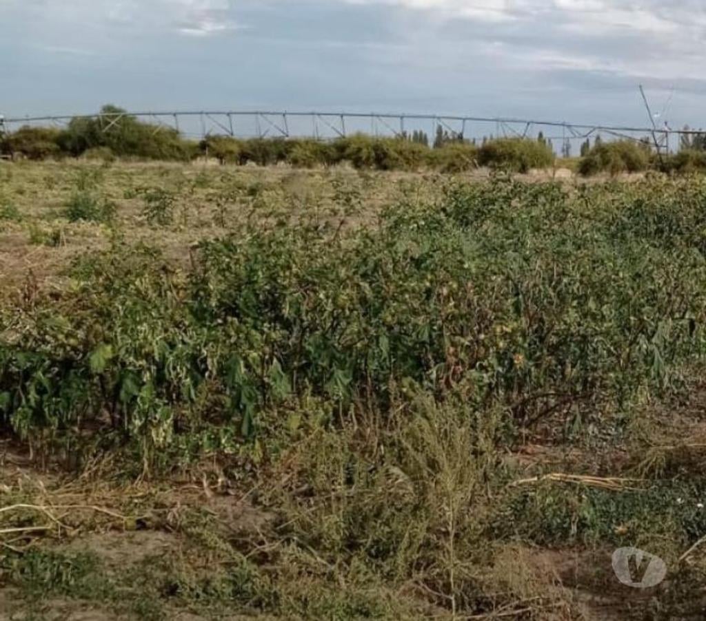 Venta de Haciendas Linares Parral - Fotos de Campo de 148 hás con 4 Pivotes en Parral-Linares