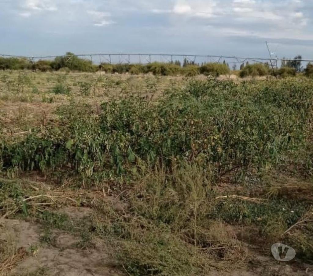 Venta de Haciendas Linares Parral - Fotos de Campo de 148 hás con 4 Pivotes en Parral-Linares
