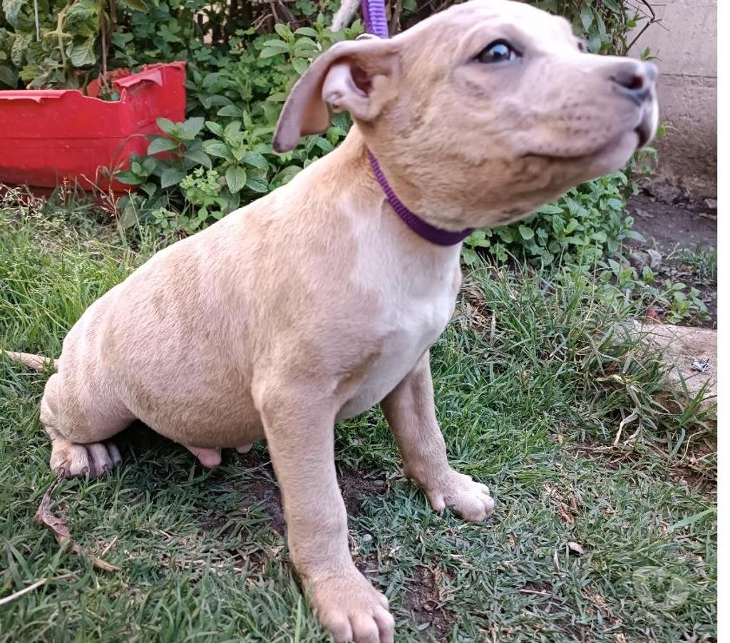 Gatos en Venta San Antonio San Antonio - Fotos de Pitbull Blue Nose