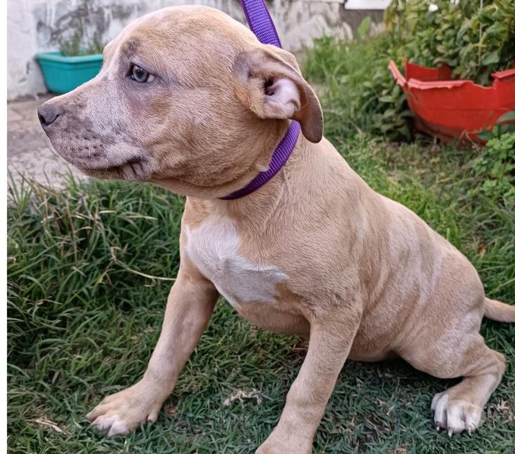 Gatos en Venta San Antonio San Antonio - Fotos de Pitbull Blue Nose