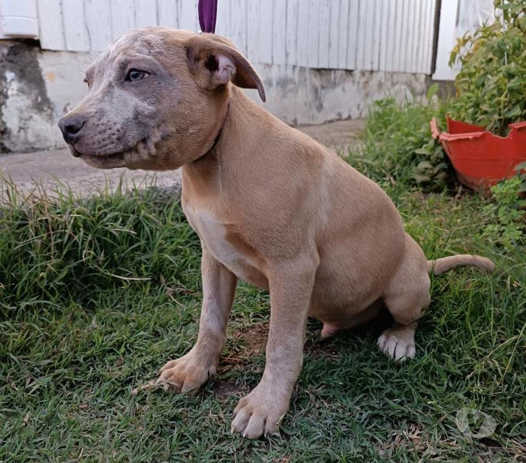 Gatos en Venta San Antonio San Antonio - Fotos de Pitbull Blue Nose