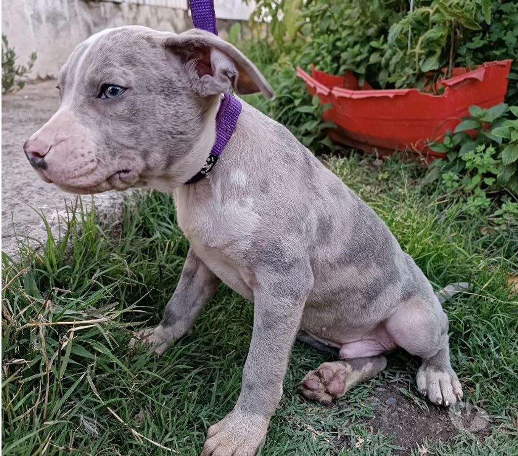 Gatos en Venta San Antonio San Antonio - Fotos de Pitbull Blue Nose