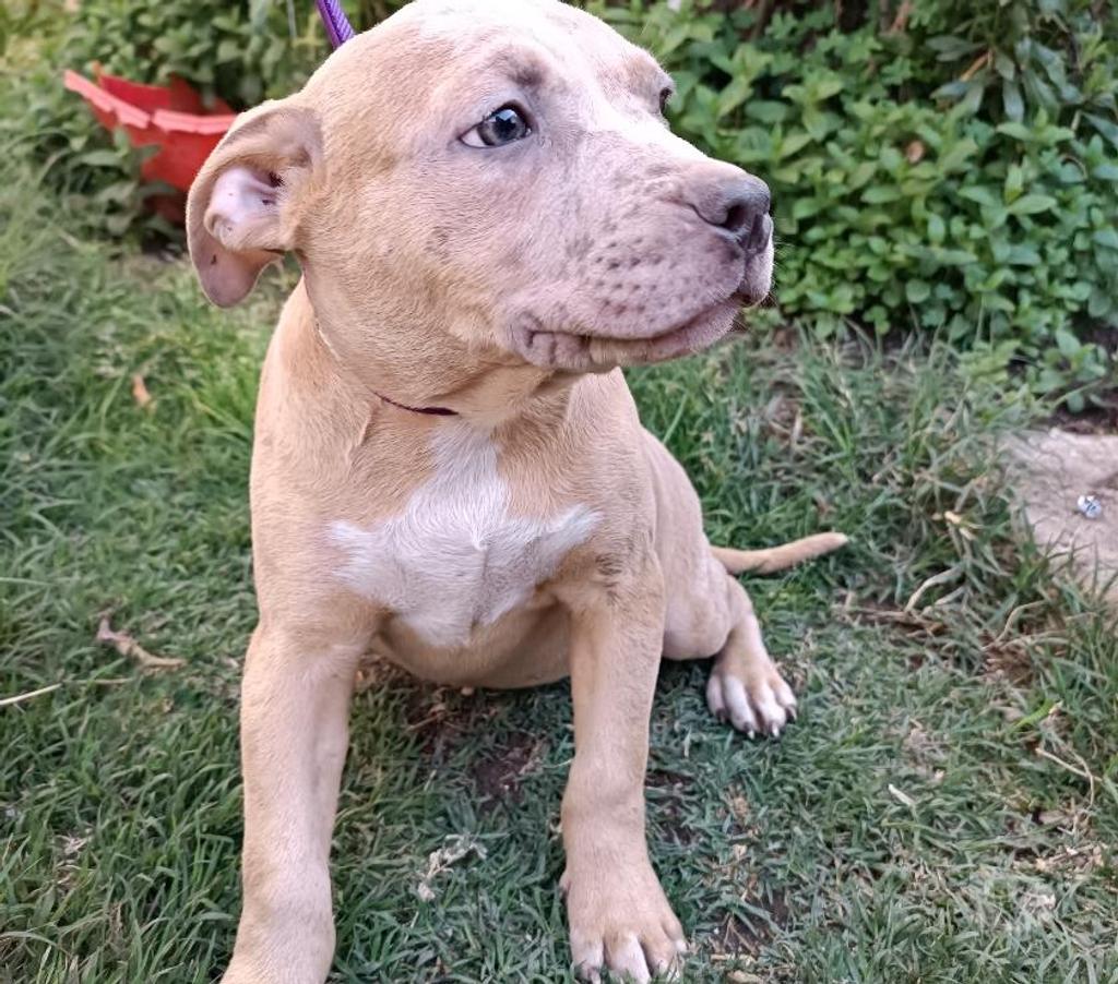 Gatos en Venta San Antonio San Antonio - Fotos de Pitbull Blue Nose