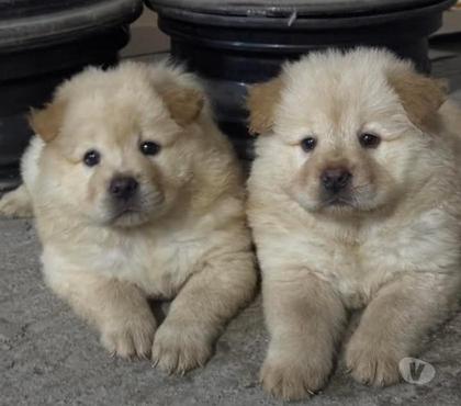 Gatos en Venta Santiago Santiago - Fotos de Chow Chow bellos