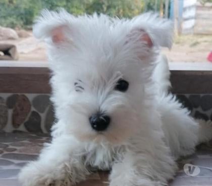 Venta de Mascotas Santiago Santiago - Fotos de West Highland padres ala vista