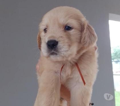 Venta de Mascotas Santiago Santiago - Fotos de Golden retriver bellos