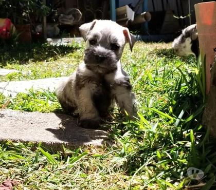 Venta de Mascotas Santiago Santiago - Fotos de Ejemplares Schnauzer