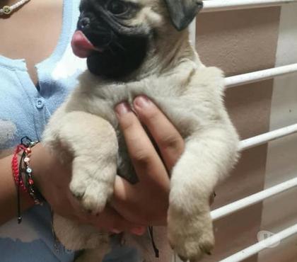Perros en Venta Santiago Santiago - Fotos de Encandores pug Carlino