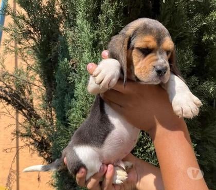 Perros en Venta Santiago Santiago - Fotos de Cachorros Beagles tri color